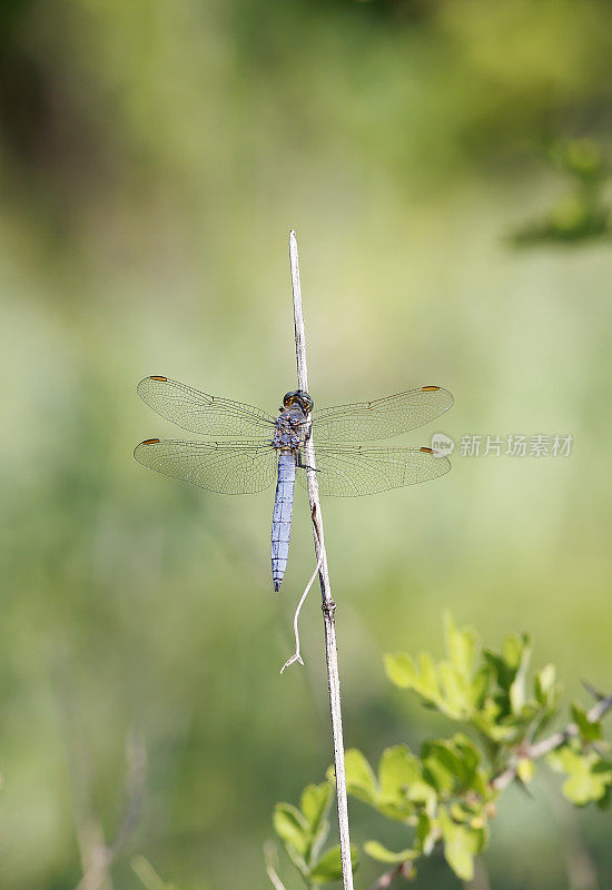 龙骨Skimmer (Orthetrum coerulescens)雄性